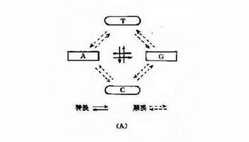 碱基