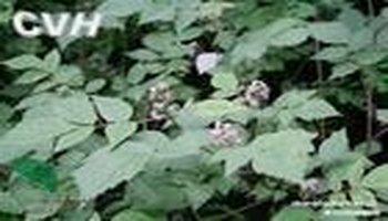 五叶白叶莓