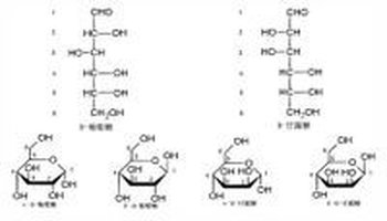 简介 葡萄糖和甘露糖的结构示意
