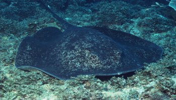 三角形片状,扁平,有条细长的尾巴,背上黑,肚子白