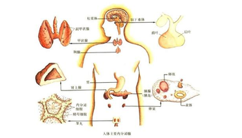 内分泌失调