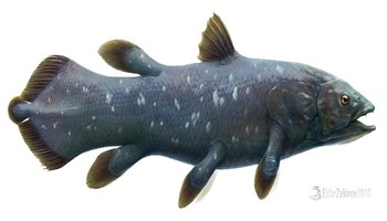 空棘鱼-一种鱼