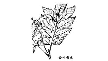 齿叶黄皮