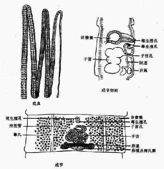 绦虫