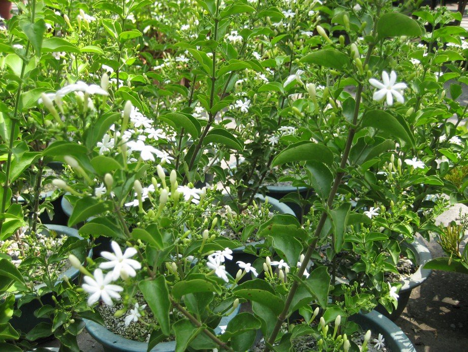 木本植物