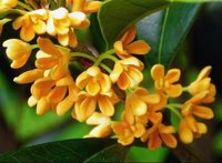 桂花