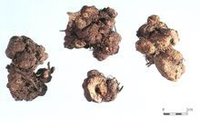 金荞麦