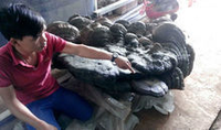 越南发现1.7米长巨型灵芝