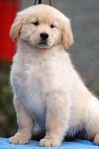 急售自家养殖金毛宝宝，一针疫苗，4母3公