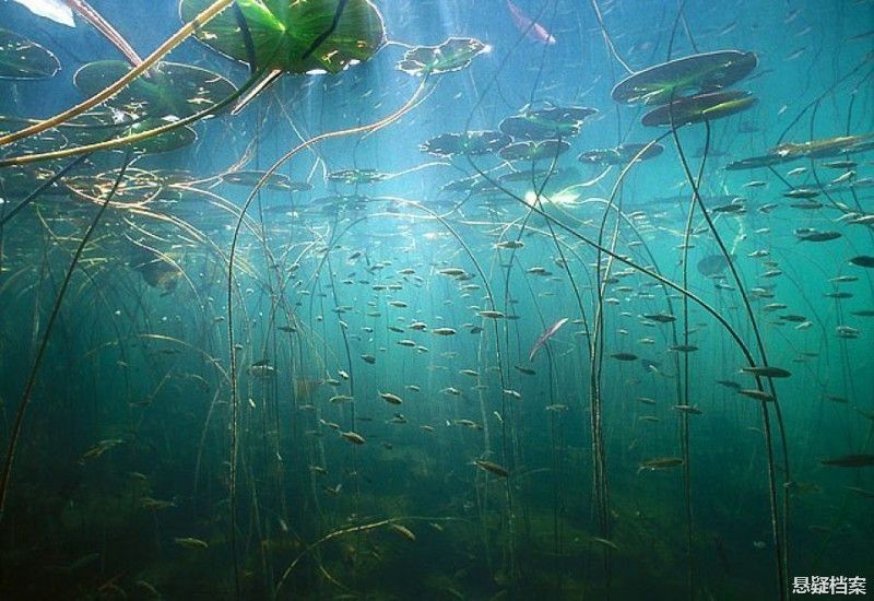 梦境中的自然奇观,河鱼与柳鸟交织的奇幻之旅 梦境中的自然奇观,河鱼与柳鸟交织的奇幻之旅