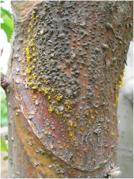 【硕士论文】1苹果树腐烂病菌侵染木质部的发病机制与防治药剂研究