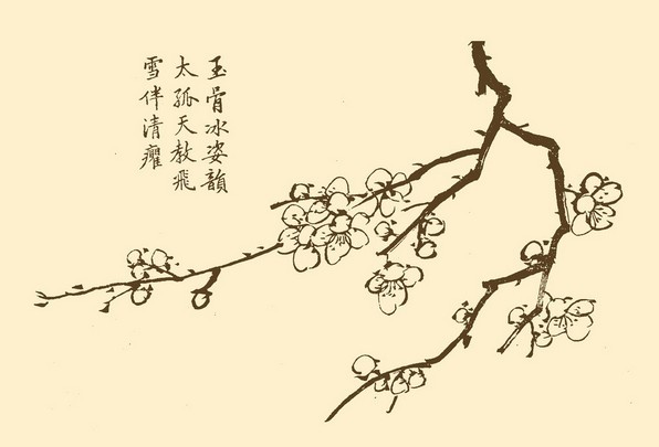梅是中国特有的传统花果,已有3000多年的应用历史。《书经》云:"若作和羹,尔唯盐梅。"《礼记内则》载:桃诸梅诸卵盐。《诗经周南》云:"摽有梅,其实七兮!"在《秦风终南》、《陈风墓门》、曹风鸬鸠》等诗篇中,也都提到梅。上述古书的记载说明,古时梅子是代酪作为调味品的,系祭祀、烹调和馈赠等不可或缺东西至少在2500年前的春秋时代,就已开始引种驯化野梅使之成为家梅---果梅。