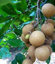 【龙眼采购商】_龙眼收购商_怎样联系水果收购商