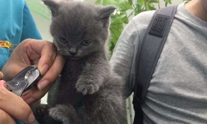 如何给猫剪指甲 t018eff050e310fb798.jpg?size=704x424