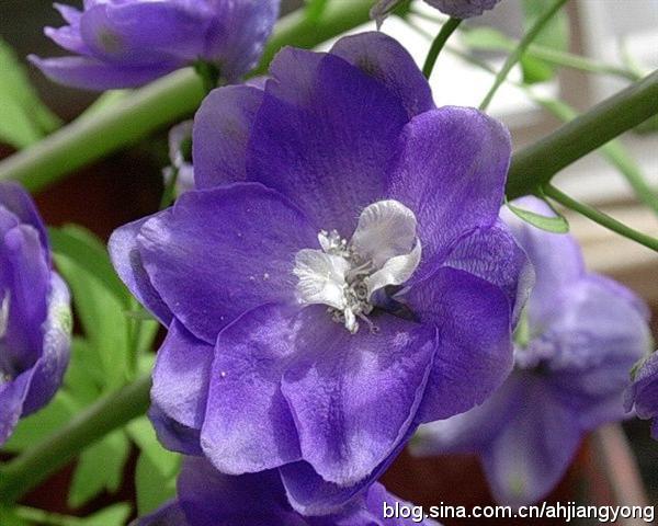 花的花语,以后麻麻再也不用担心我送花早恋了 凤仙花:惹人爱 燕竹花