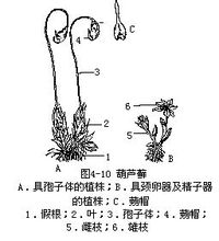 葫芦藓为雌雄同株植物,但雌,雄生殖器官分别生在不同的枝上.