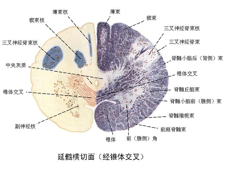 将人体纵切为左右两部分的切面为-学路网-学习路上 有我相伴