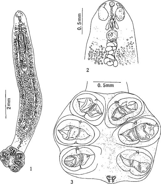 太平洋副双沟盘虫